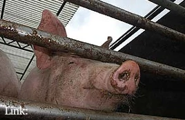 Tierschutzverhinderung in der Schweiz