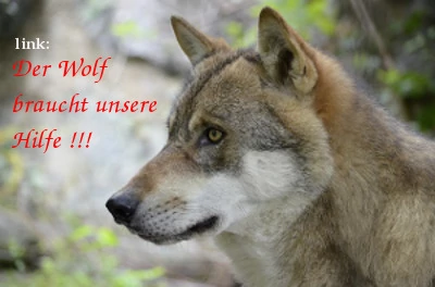 wolf