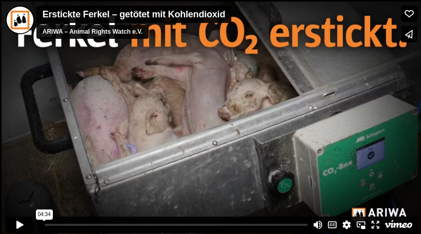 wehrlose ferkel